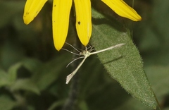 Hellinsia sulphureodactylus