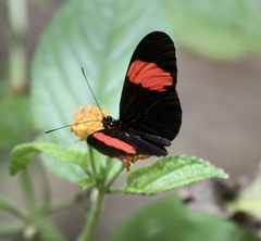 Heliconius erato adana
