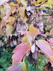 Acer tataricum