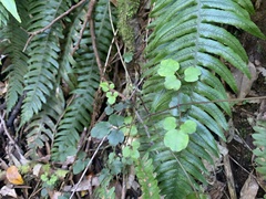 Clematis cunninghamii