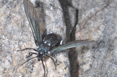 Macrocneme leucostigma