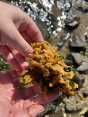 Halichondria bowerbanki