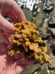 Halichondria bowerbanki