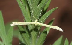 Hellinsia sulphureodactylus