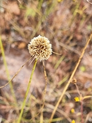 Cyperus seslerioides