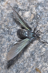 Macrocneme leucostigma