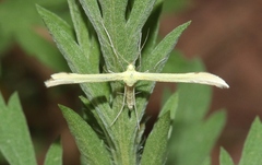 Hellinsia sulphureodactylus