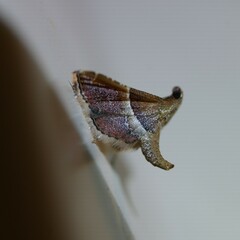 Endotricha mesenterialis