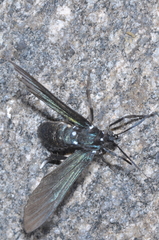 Macrocneme leucostigma