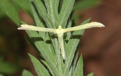 Hellinsia sulphureodactylus