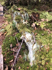 Icmadophila ericetorum