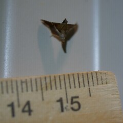 Endotricha mesenterialis