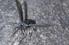 Macrocneme leucostigma