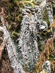 Icmadophila ericetorum