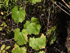 Vitis californica