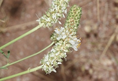 Dalea candida