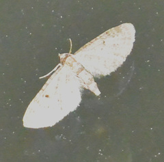 Eupithecia virgaureata