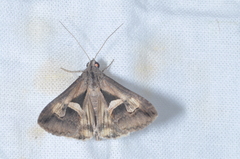 Melipotis bisinuata