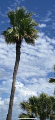 Washingtonia