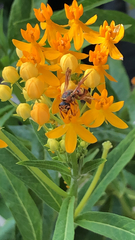 Euodynerus pratensis