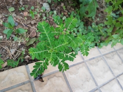 Phyllanthus amarus