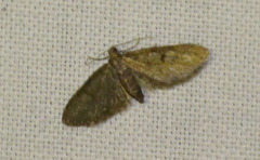 Eupithecia virgaureata