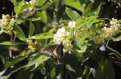 Battus polydamas psittacus