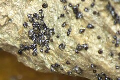 Echinolittorina placida