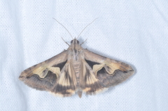 Melipotis bisinuata