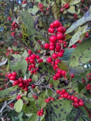 Ilex verticillata