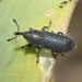 Dalmatian Toadflax Stem Weevil - Photo (c) James Bailey, some rights reserved (CC BY-NC), uploaded by James Bailey