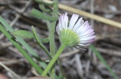 Erigeron modestus