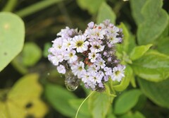 Heliotropium arborescens