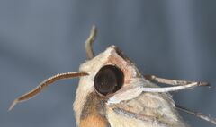 Callionima grisescens