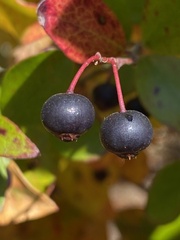 Vaccinium stamineum
