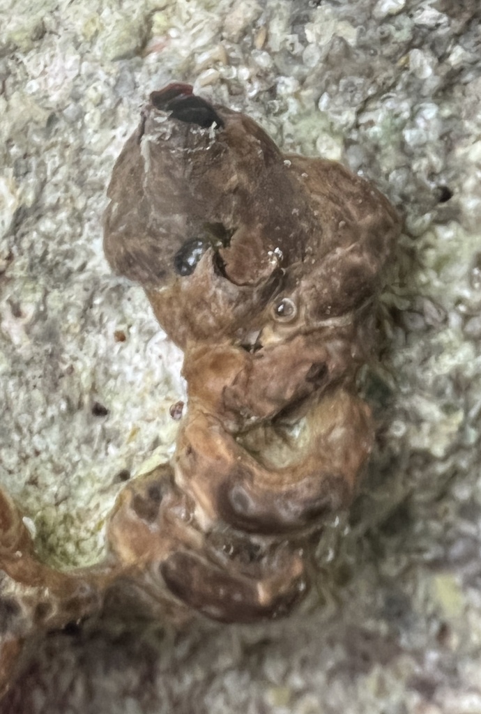 Erect wormsnail