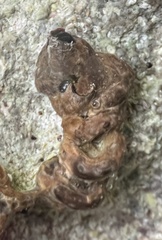 Petaloconchus erectus