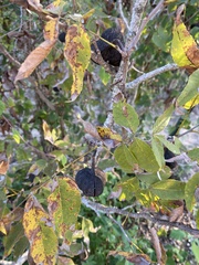 Carya texana
