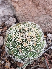 Coryphantha