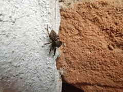 Hasarius adansoni