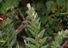 Lithospermum occidentale