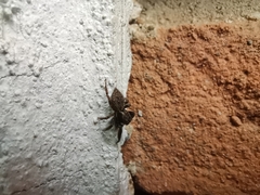 Hasarius adansoni