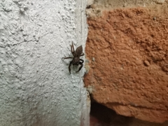 Hasarius adansoni