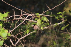 Zonotrichia albicollis
