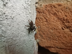 Hasarius adansoni