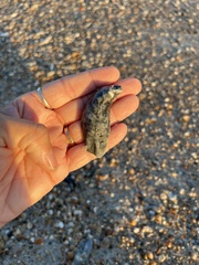 Crassostrea virginica