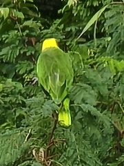 Amazona auropalliata