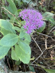 Hylotelephium spectabile