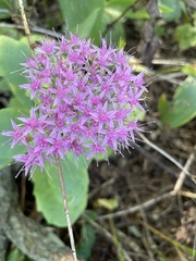 Hylotelephium spectabile