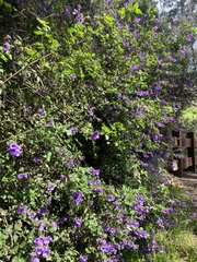 Prostanthera